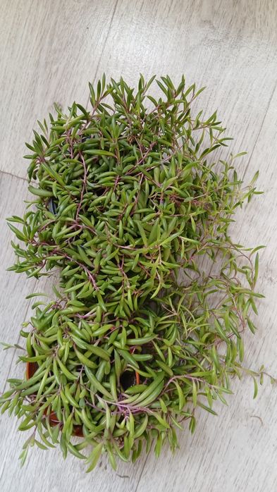 Крестовник оттон