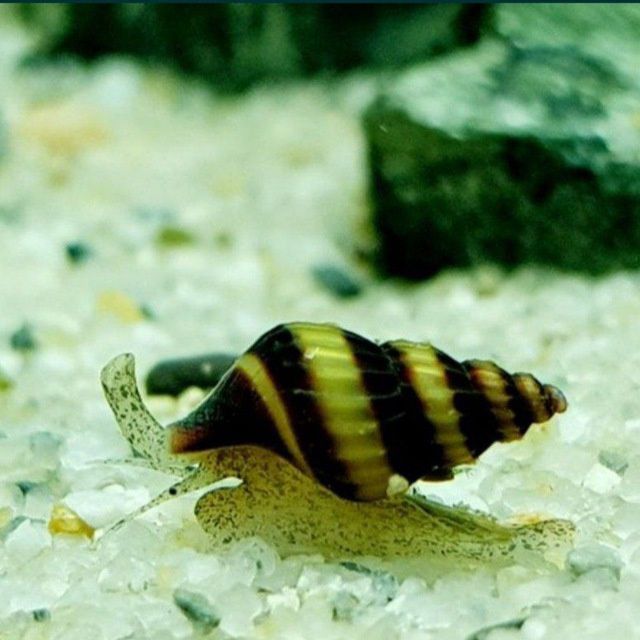 Аквариумные  Креветки,  рыбы, растения, Хелены