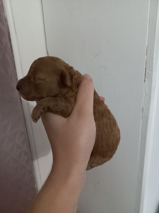 Маленька красуня пудель вільна для броні