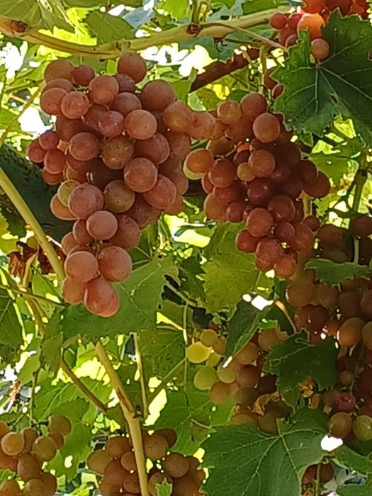 Саджанці винограду
