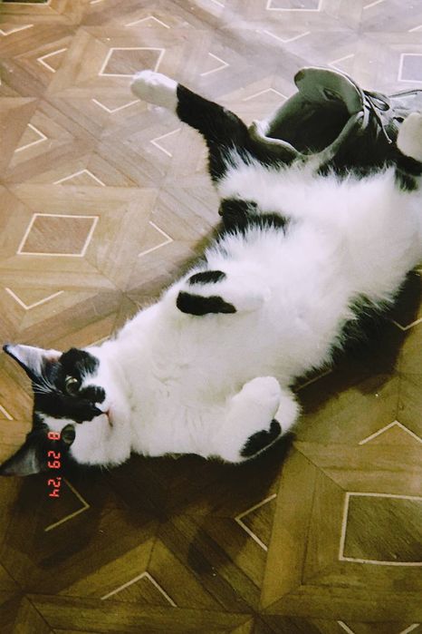 Ласкавий котик в добрі руки