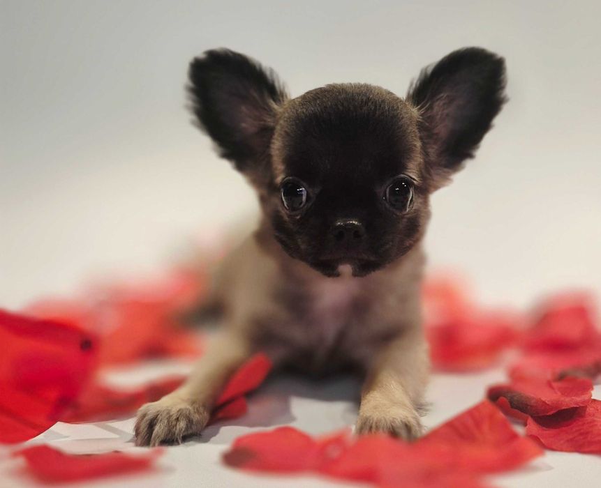 Chiuhaha chłopiec Leon z Domowej Hodowli Gotowy na nowy dom