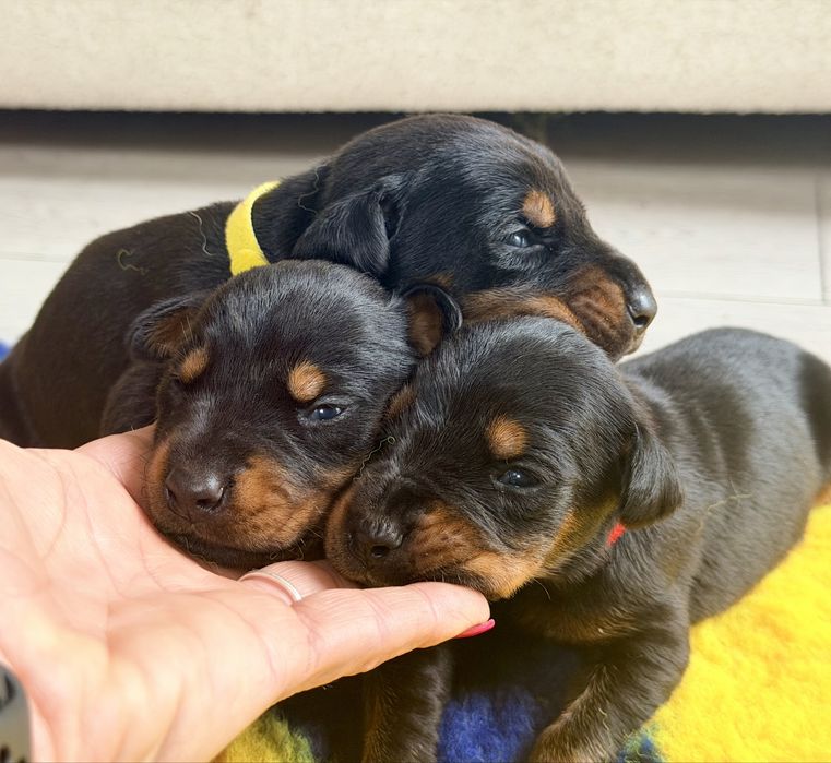 FCI DOBERMAN suczka zkwp