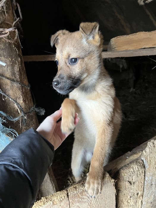 Цуценята шукають домівку. 3 місяці.