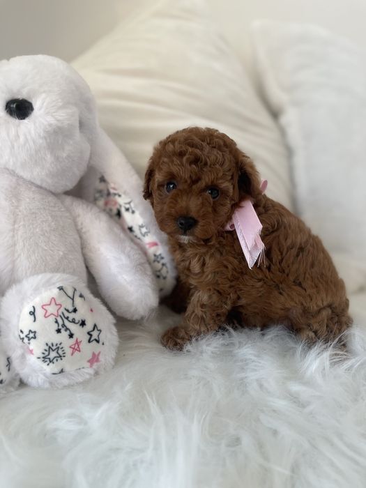 Обіймай і не відпускай  чарівні VIP Той-Пуделі тут!