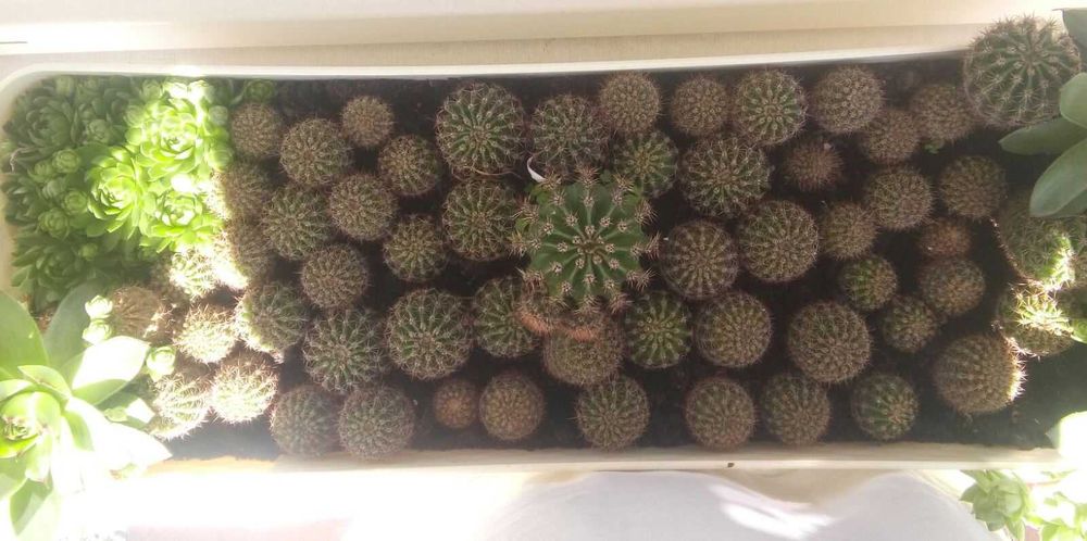 Дітки кактус ехінопсис сукулент