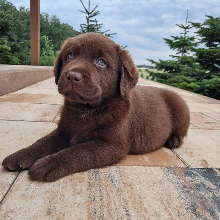 Labrador retriever-piesek