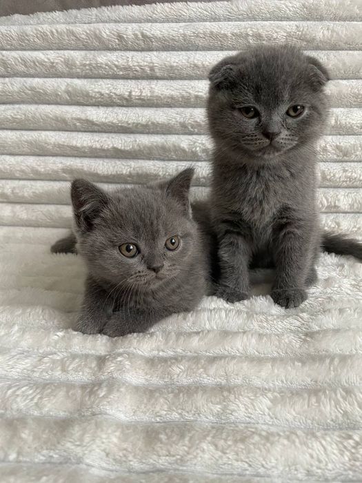 Неймовірні кошенята