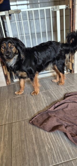 Piesek okolo 2 lata