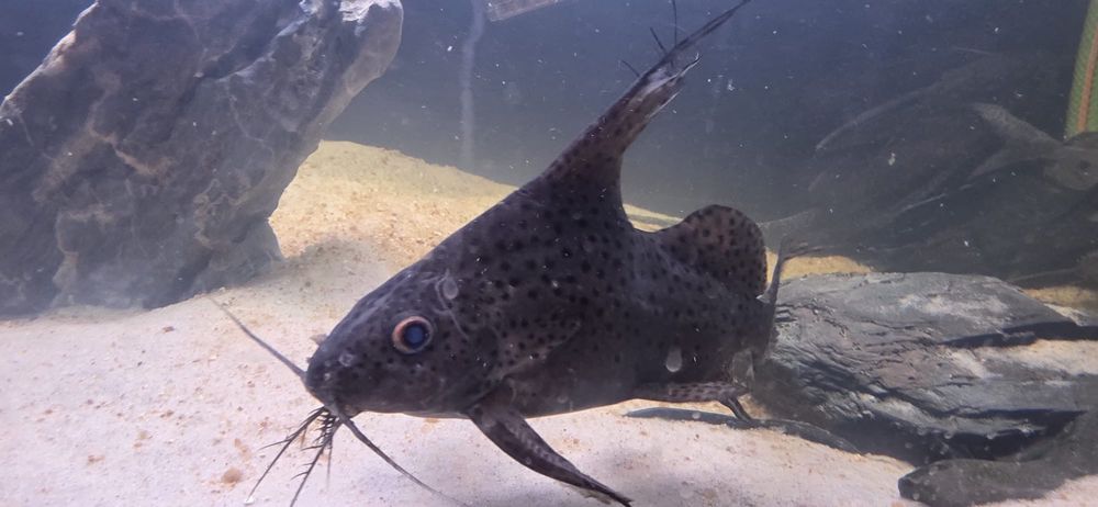 3 synodontis 25cm