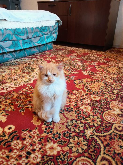 Віддам котика в добрі руки