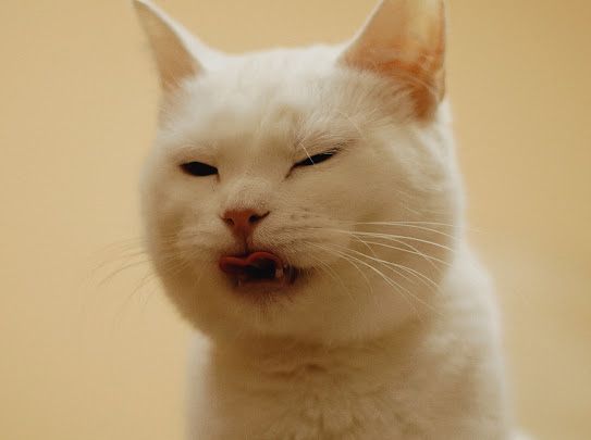 Пристраиваем в добрые руки.