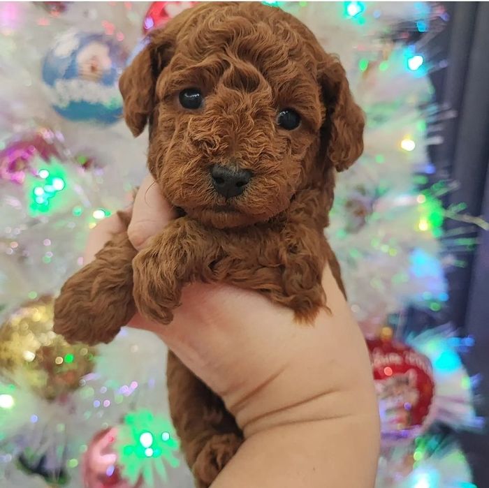 Хлопчик Марсель чекає люблячу родину