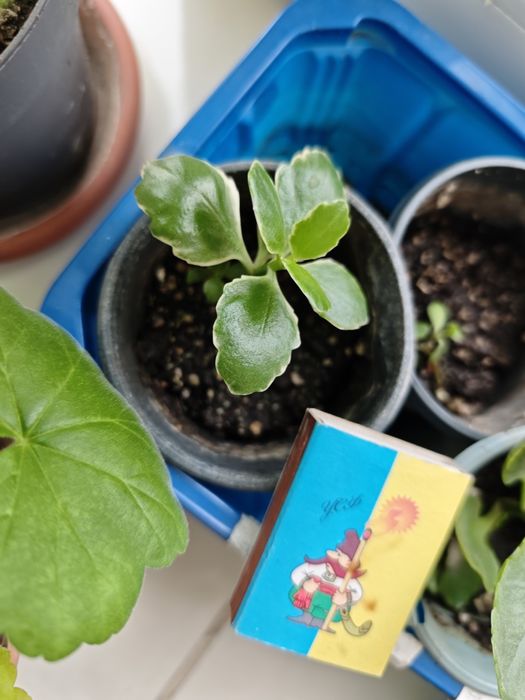 Каланхоє червоне