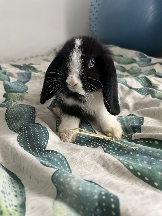 Sprzedam króliczków mini lop