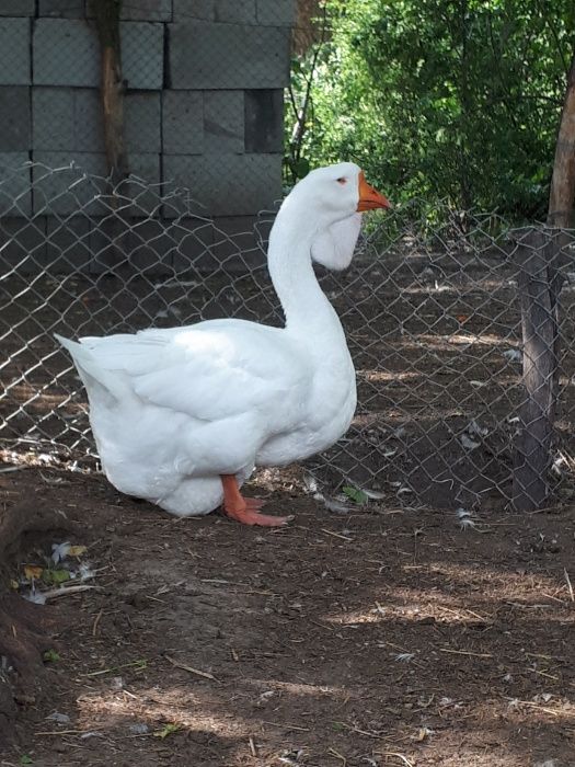 Гуси холмогоры..