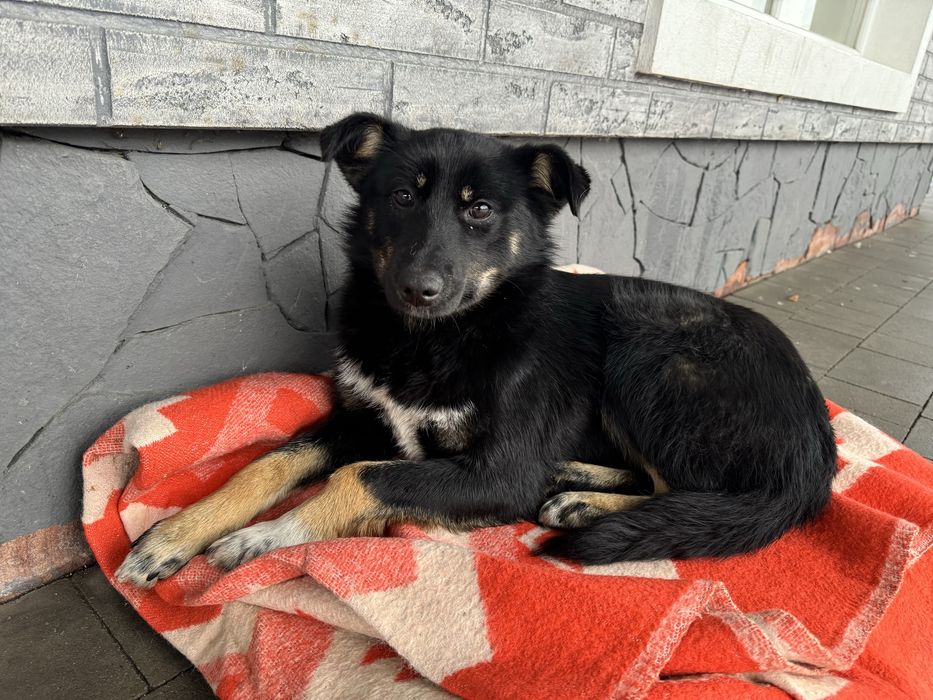 Молода собачка в добрі руки