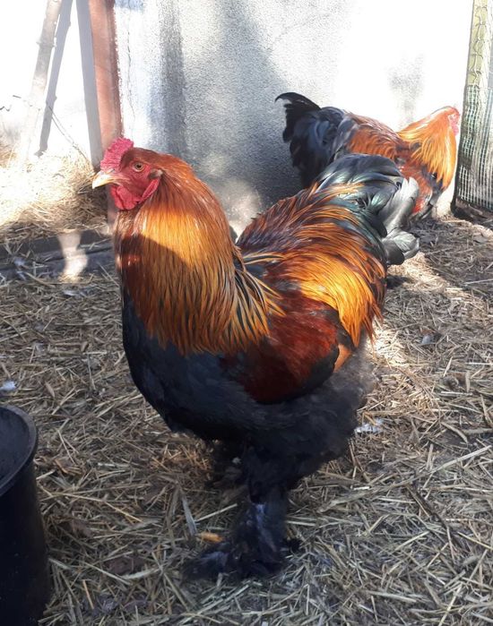 Kogut ozdobny brahma olbrzymia kuropatwiana