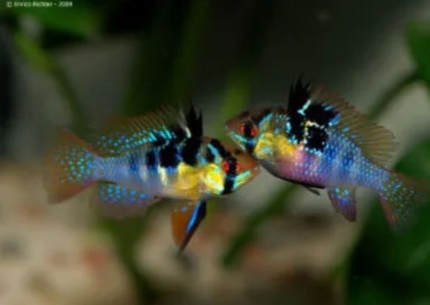 Ramirezi german blue 3,5cm