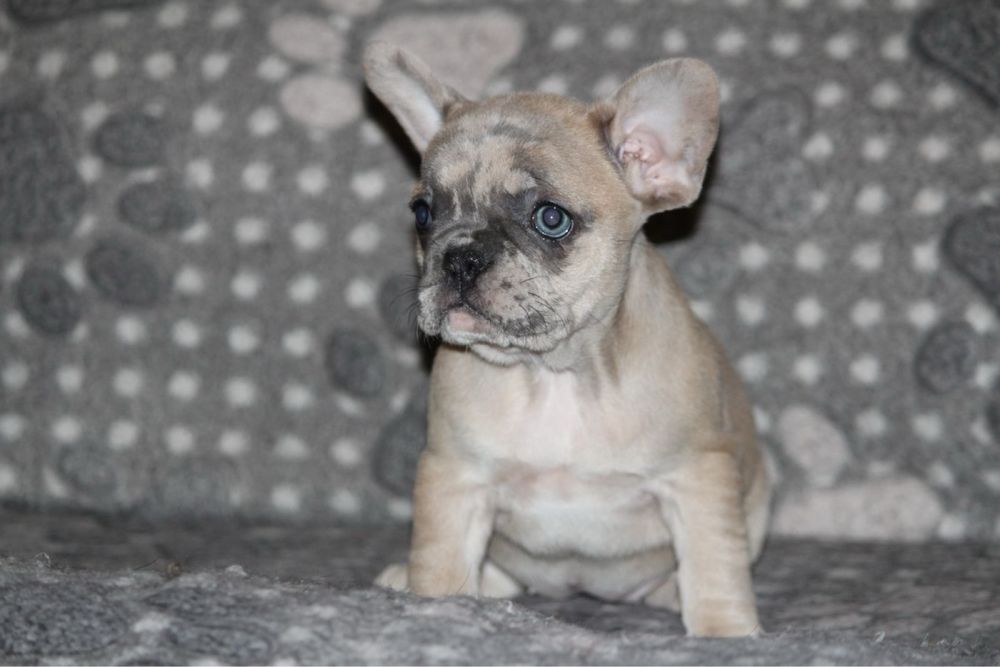 Фоанцузкий бульдог