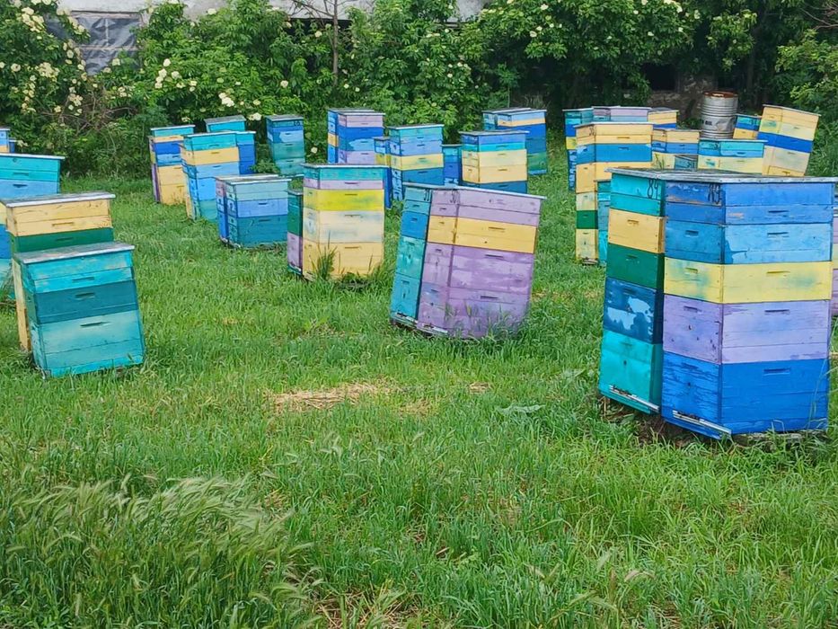Продам пасіку разом