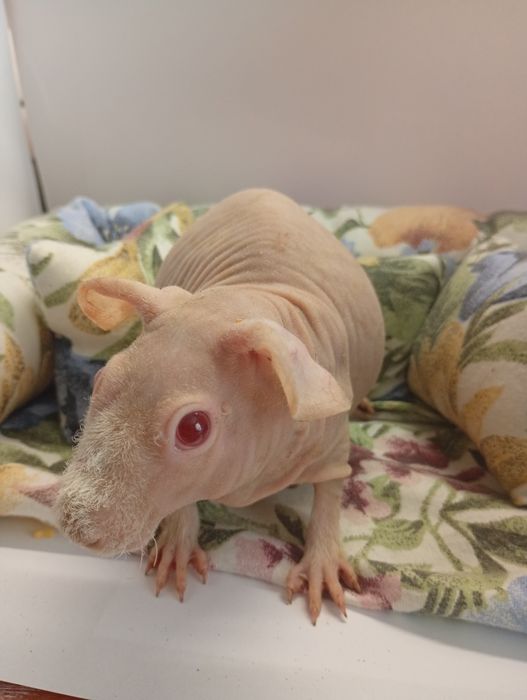 Лисі мирські свинки! Міні бегемотики! Хлопчики свинки