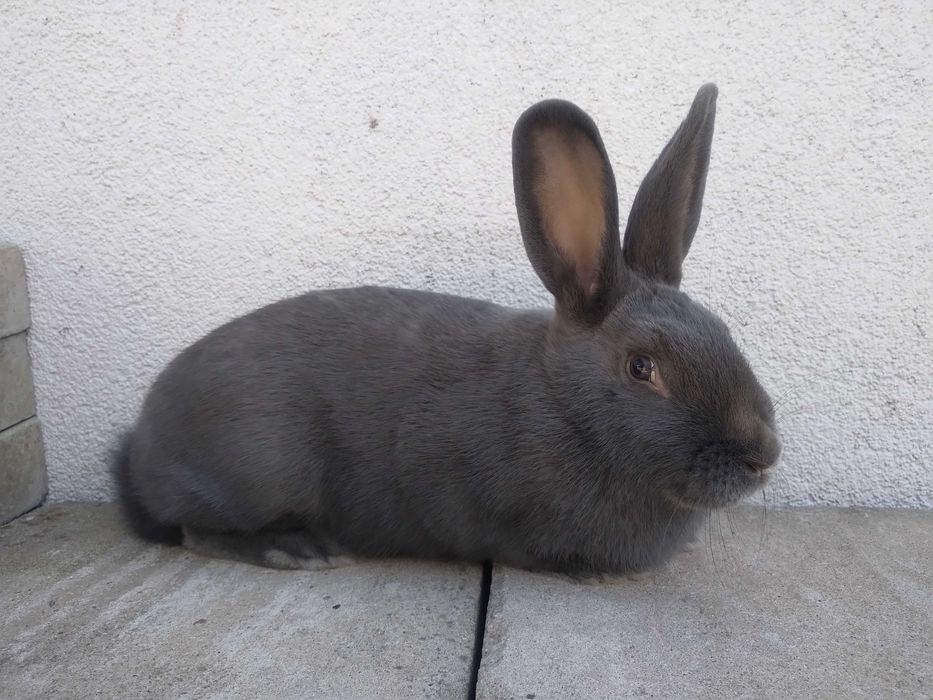 Króliki wiedeńskie niebieski