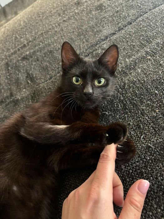 Kot kotek kotka do adopcji
