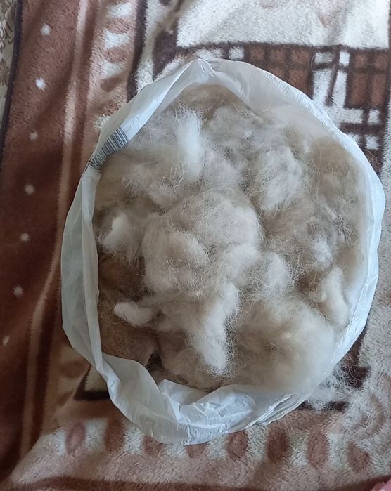 Шерсть , подшерсток  чау чау.