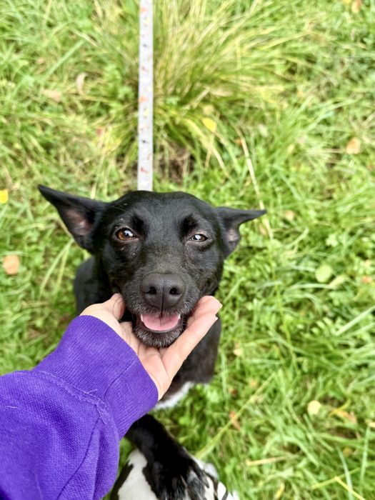 Zula — dwuletnia sunia do adopcji