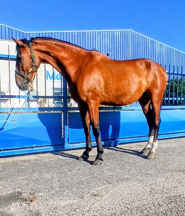 Vendo ou troco cavalo castrado