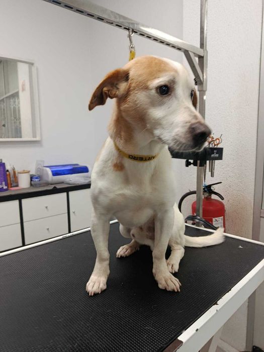 Cão porte pequeno para adoção responsável