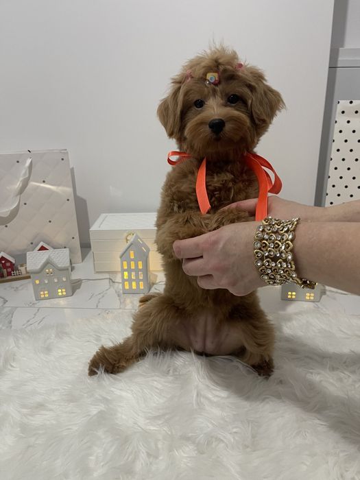 Помапу — Лише 4 дівчинки! Ідеальна можливість