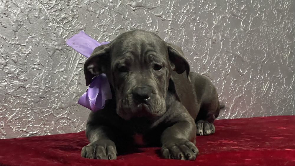 Кане корсо дівчинка