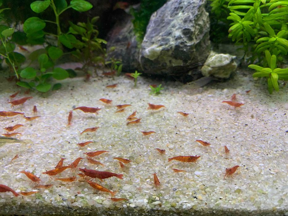 Krewetki Red Cherry, RC ładnie wybarwione