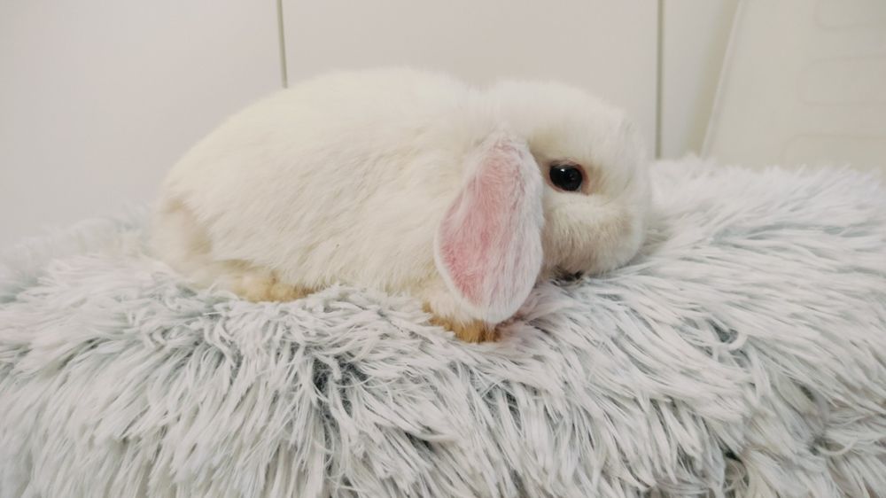 Króliczki mini lop