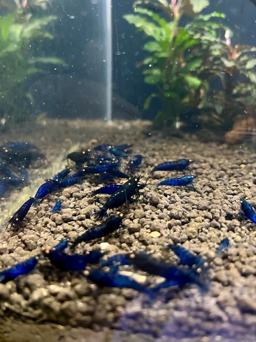 Royal Tiger OE HIGH - krewetki Caridina / linia Crazy Shrimps