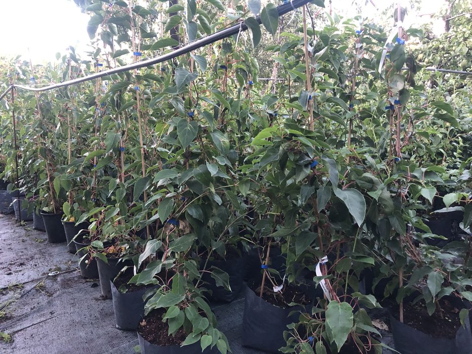 Актинідія аргута 2-3 річна. 14 різних сортів ю