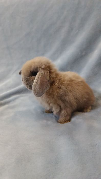 Mini lop króliki karzełek miniaturka baranek hodowla