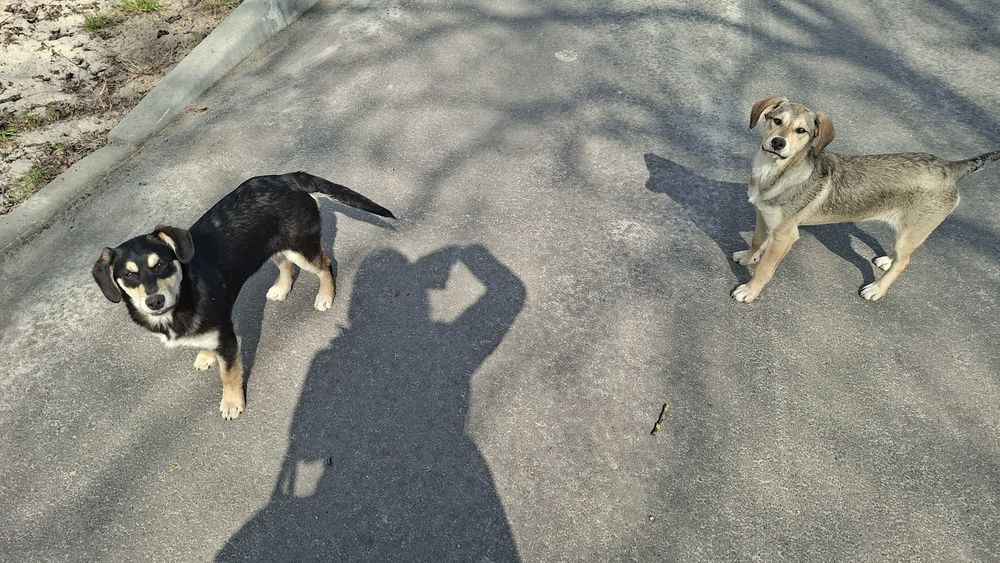 Дві дівчинки шукають люблячу родину