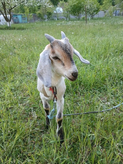 Продам козлика має 2 місяці