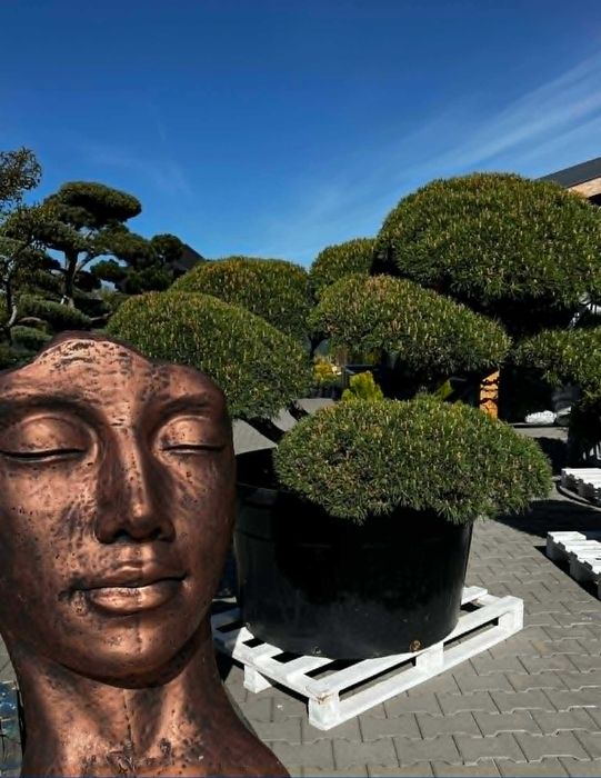 Bonsai/Niwaki/drzewa formowane OGROMNY WYBÓR!!!!