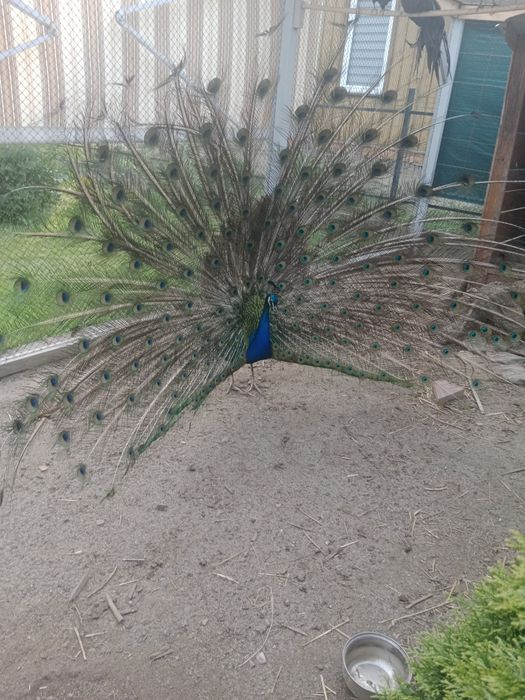 Paw królewski szafirowy