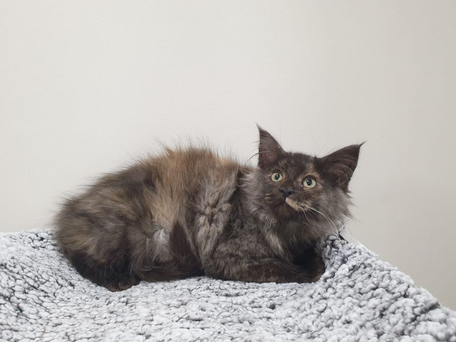 Maine coon fêmea com Lop