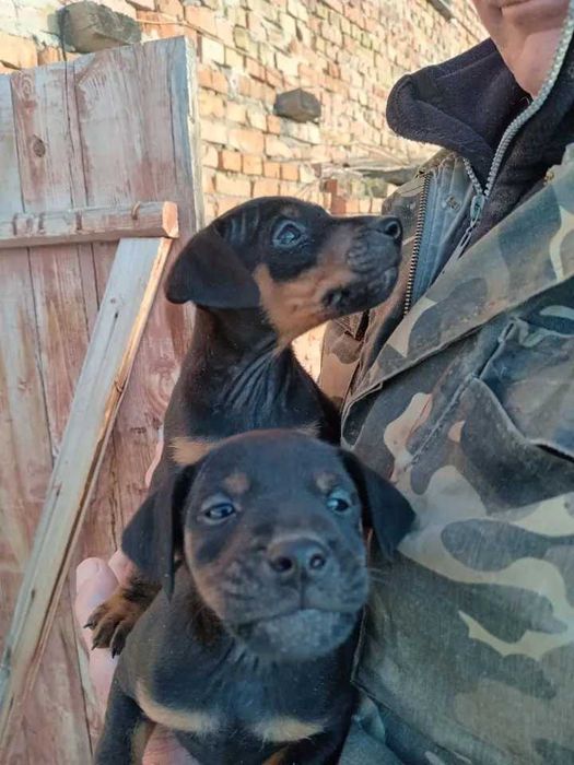 Ягдтер'єр щенята