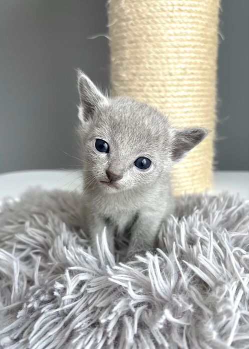 Kocurek Rosyjski Niebieski