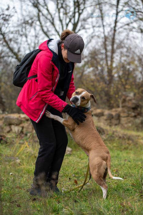 Amstaff dla miłośników rasy. Mądra, ułożona i wysportowana suczka.