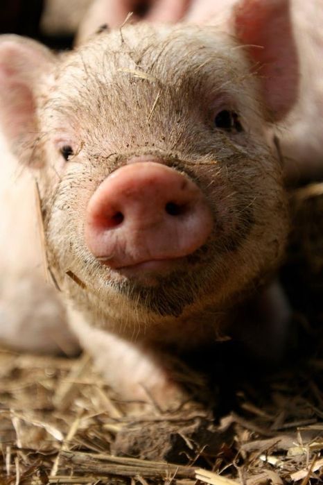 Продам швидкорослих поросят