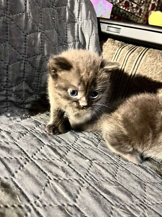 Продам сладеньких котят