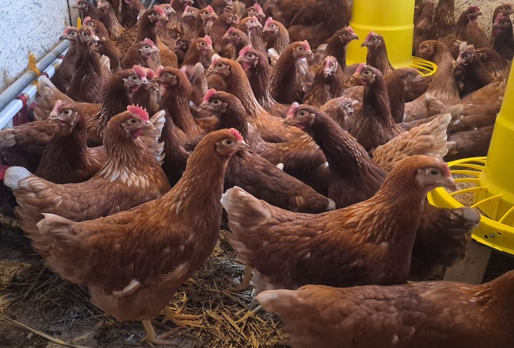 Kury nioski  lohman brown, leghorn